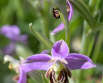 Ophrys abeille