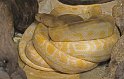 Python royal jaune