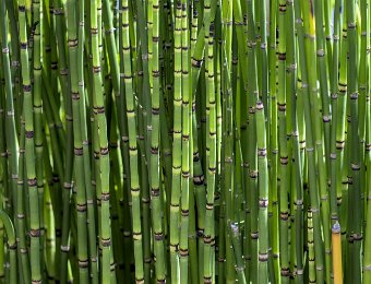 Prêle géante (Equisetum giganteum)