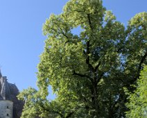 Un tilleul centenaire derrière le château
