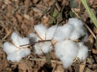 Fleur de coton