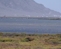 Las Salinas - Flamants roses dans la lagune