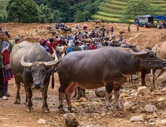Marché aux buffles