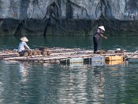 Ferme aquacole : huitres sur cordes