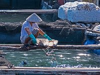 Ferme aquacole : nourrissage des poissons