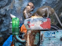 Macaques de l'ile aux singes