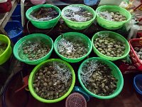 Produits de la mer  au marché de Cat Ba (coquillages)