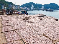 Chantier de préparation des poissons pour la fabrication du nuoc mâm