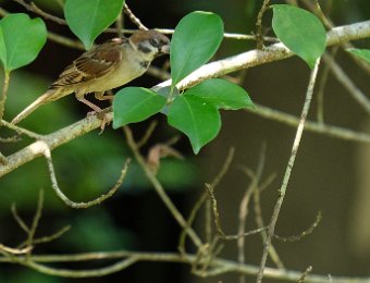 Oiseau non identifié (parc national de Cat Ba)
