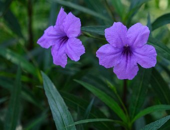 Ruellia simplex
