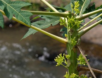 Papayer en fleur