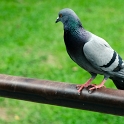 DSC 0989  Tiens un pigeon comme chez nius