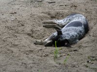 Et nos amis les chiens ? Un chien dormant dans un site d'Ayutthaya