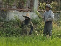Des ouvriers agricoles dans les rizières de Mae Rim